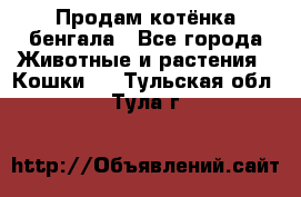 Продам котёнка бенгала - Все города Животные и растения » Кошки   . Тульская обл.,Тула г.